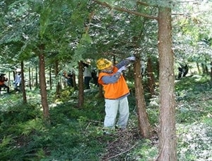 写真:節がなく丈夫な木を育てるために必要な枝打ち作業(2012年~2025年(予定))